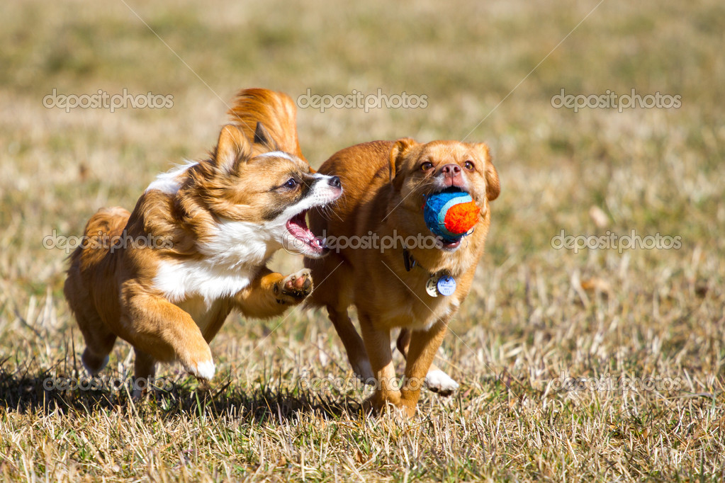 Perros rápidos en acción