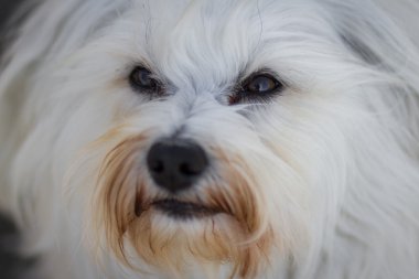 havanese gözler