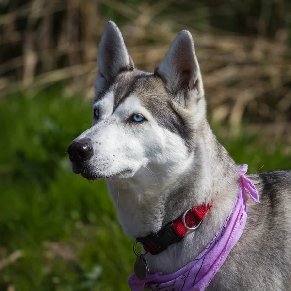 Husky signora con sciarpa — Foto Stock