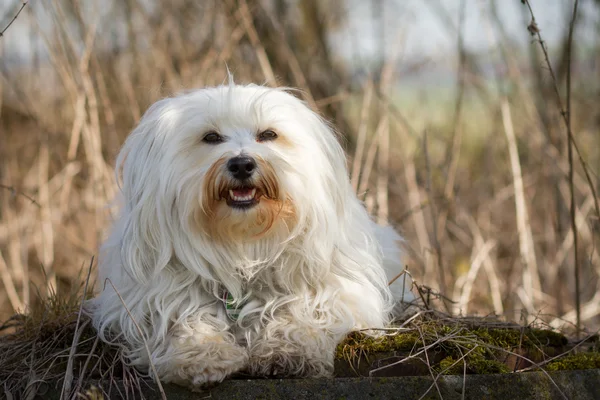 Hond op mos — Stockfoto