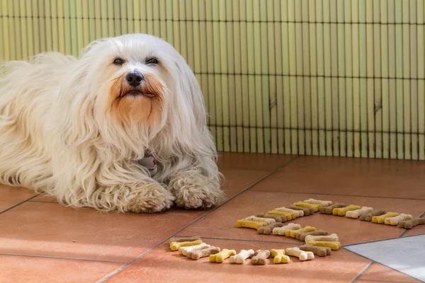 犬のための誕生日のクッキー — ストック写真