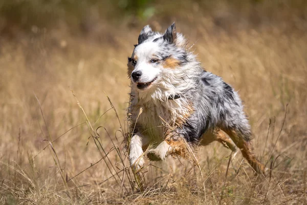快速的澳大利亚牧羊犬 — 图库照片