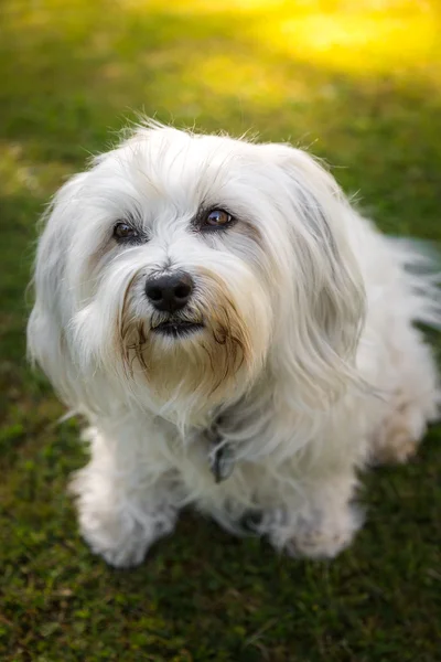 Trouwe hond ogen — Stockfoto