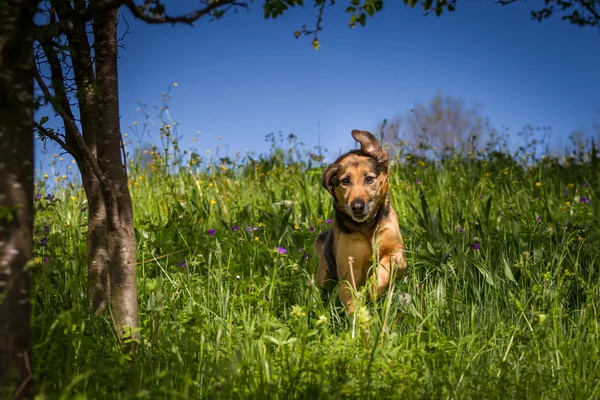 Life is so beautiful — Stock Photo, Image