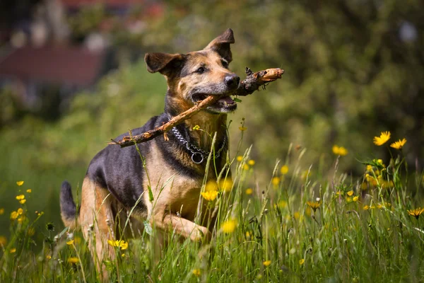 Uphill — Stock Photo, Image