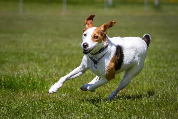 Feral Sweep — Stock Photo, Image