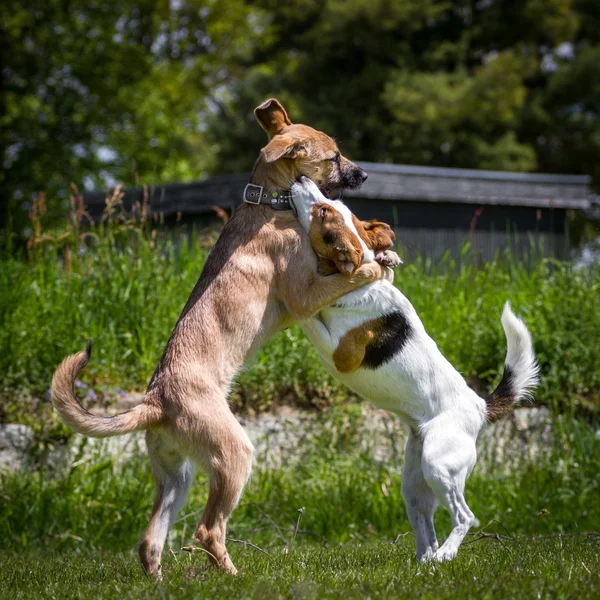 Omhels — Stockfoto