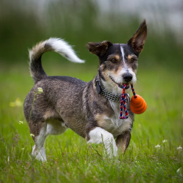 Spielzeug — Stockfoto