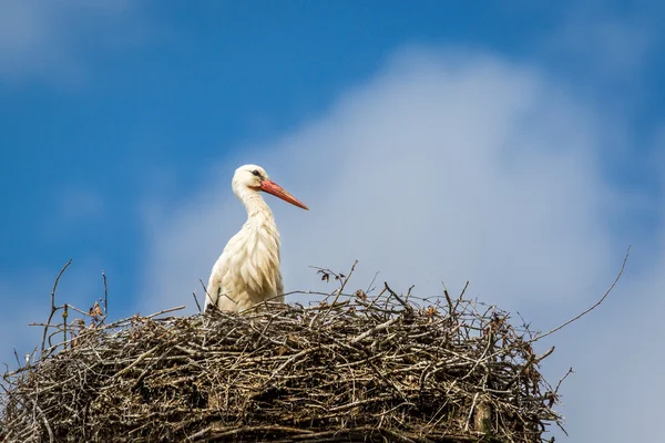 Cegonha — Fotografia de Stock