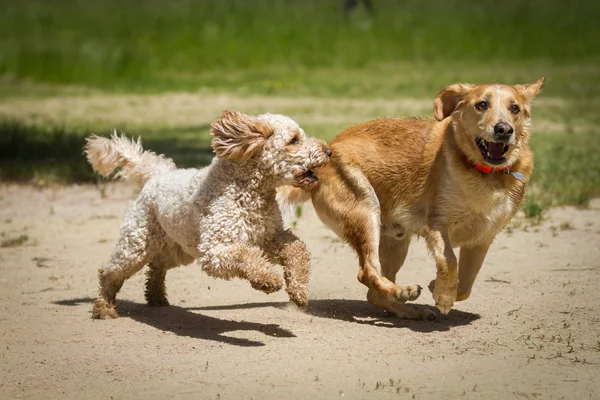 Labrador vs labradoodle — Zdjęcie stockowe