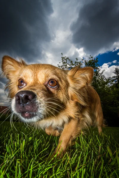 Imminent danger — Stock Photo, Image