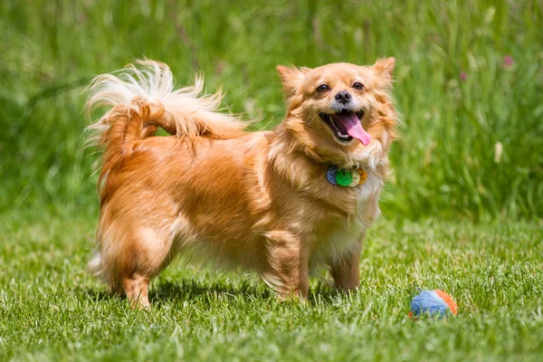 Lekki brązowy pies z piłką — Zdjęcie stockowe