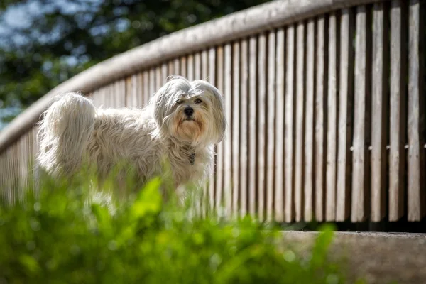 Havanese looks — Stock Photo, Image