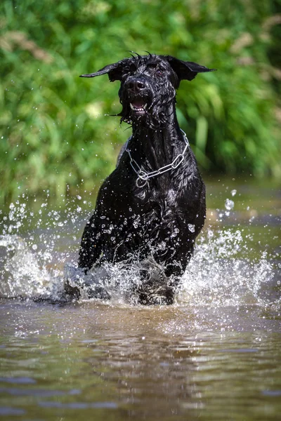 Jumping — Stock Photo, Image