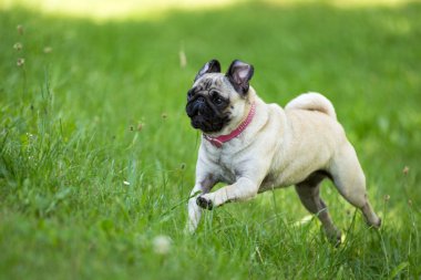 Neyse ki pug