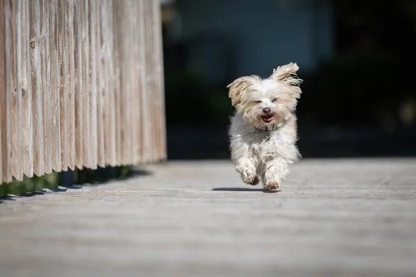 Havanese hölgy — Stock Fotó