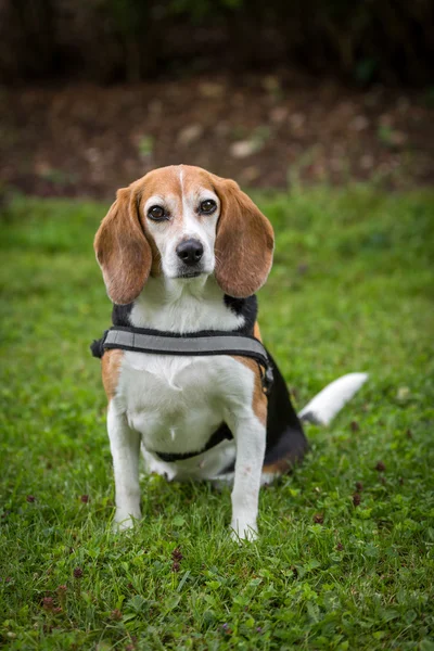 Beagle lady — Stock Photo, Image