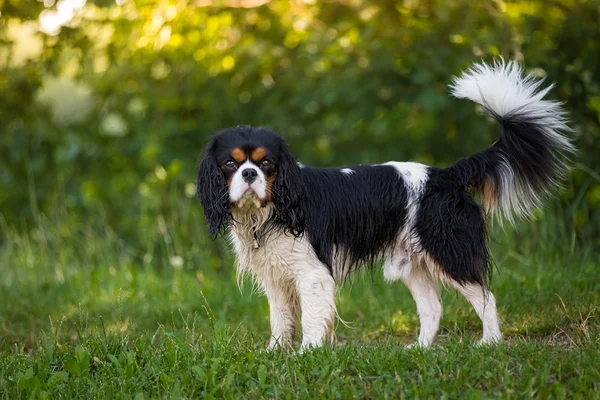 Kawaler Król Karol Spaniel Obrazy Stockowe bez tantiem