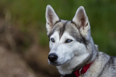 Siberian dış yapraklar