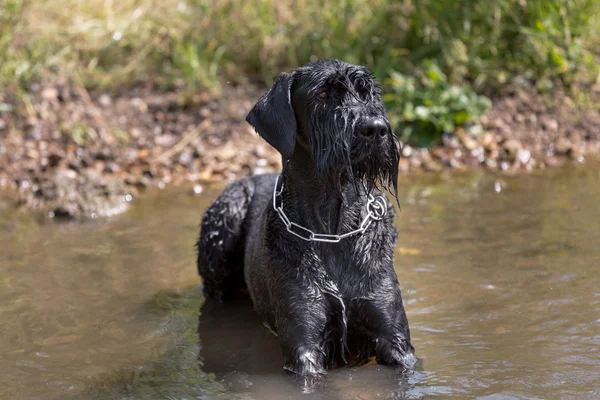 Gigante nell'acqua — Foto Stock