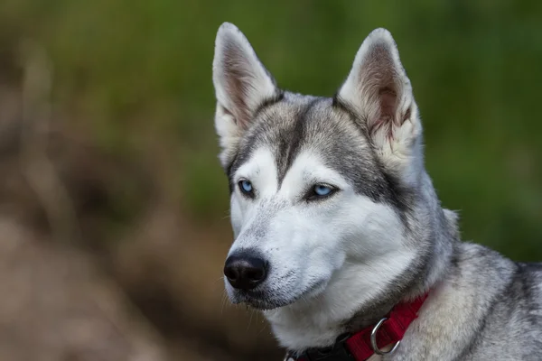 Siberian Husky — Stock Photo, Image