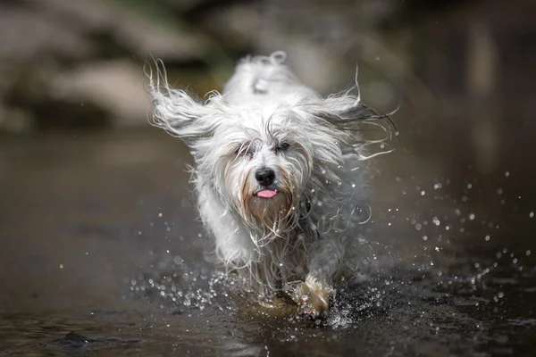 Dog in the water Stock Picture