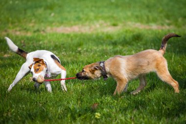 iki köpek oynama