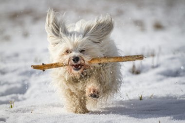 havanese alınıyor