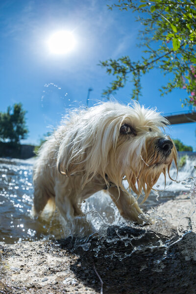 Jump out of the water
