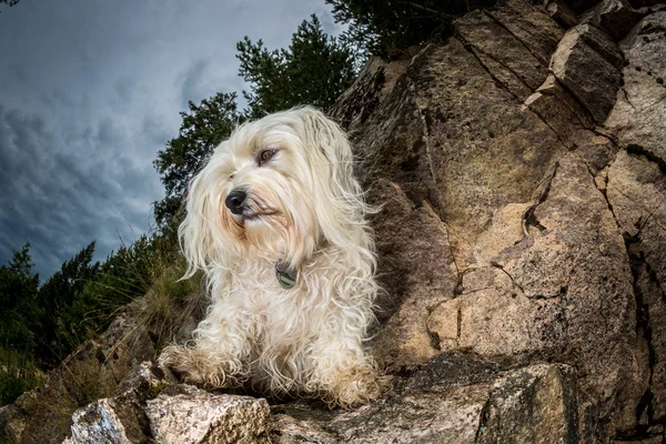 Montañero de pelo largo — Foto de Stock