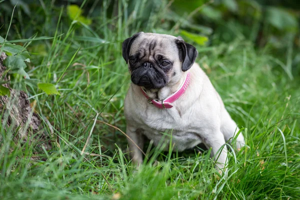 Pug in the meadow — Stock Photo, Image