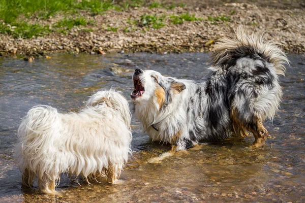 Discussie onder de honden — Stockfoto