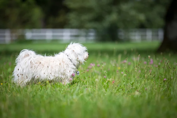 牧草地に犬 — ストック写真