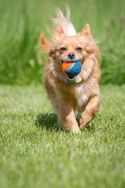 Pelota capturada — Foto de Stock