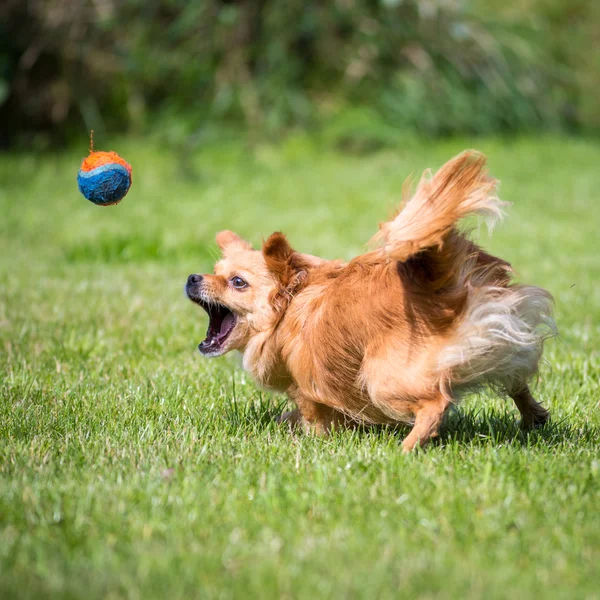 Jagd auf den Ball — Stockfoto