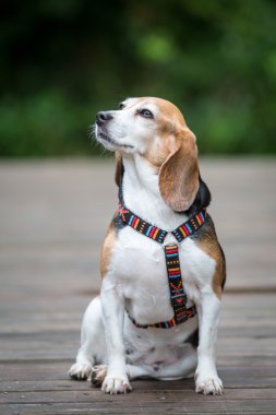 Beagle koşum takımı ile