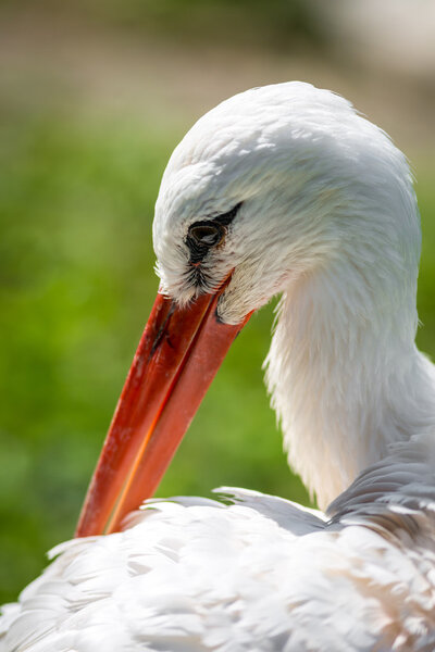 Stork in closeup