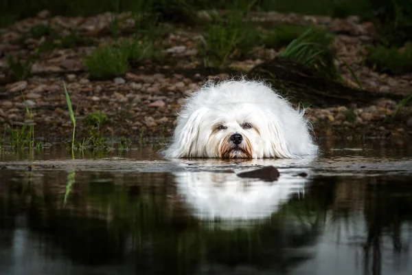 Собака лежит в воде — стоковое фото