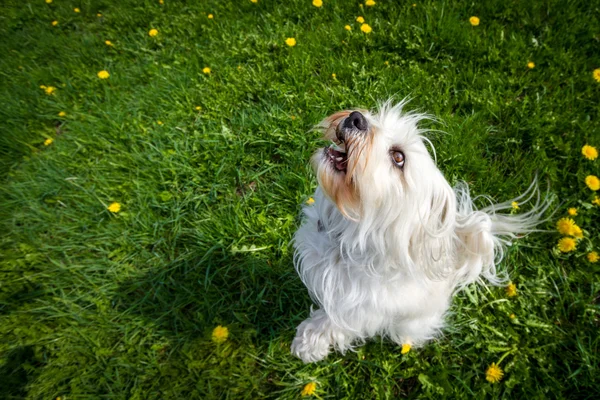 Looking Up — Stock Photo, Image