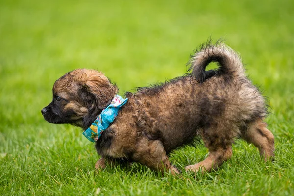 Chiot avec une écharpe cool — Photo