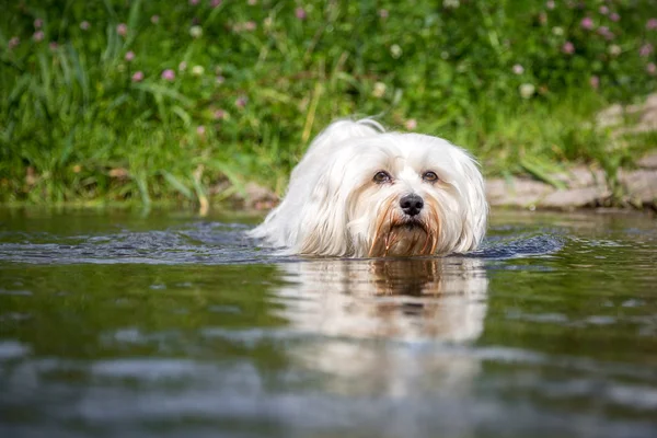 Perro va a través del agua —  Fotos de Stock