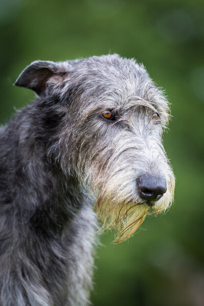 Irish Wolfhound