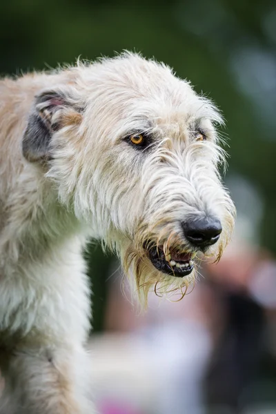 สีน้ําตาลอ่อนไอริช Wolfhound — ภาพถ่ายสต็อก