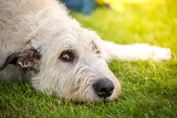 Spreaders look of a Irish Wolfhound — Stock Photo, Image