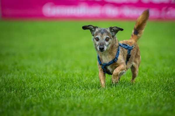 Kleiner Mischlingshund — Stockfoto