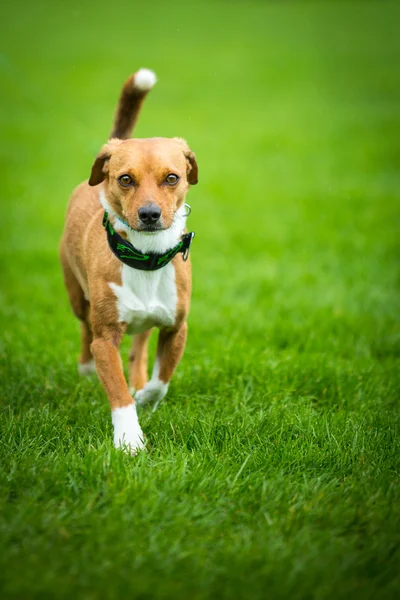 Shy dog — Stock Photo, Image