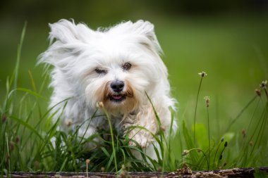 çayırlarda atlamak