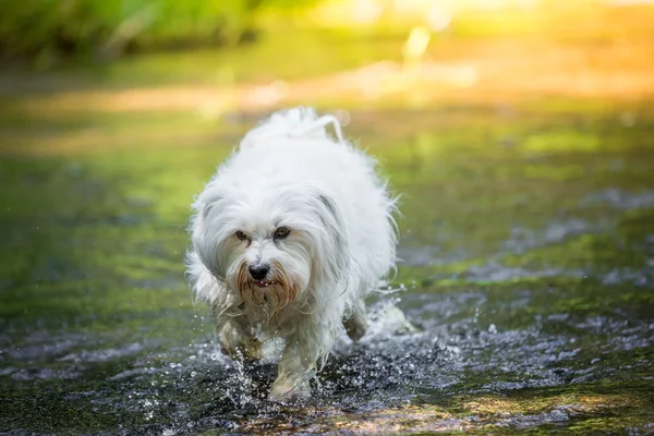 Cão corre através da água — Fotografia de Stock