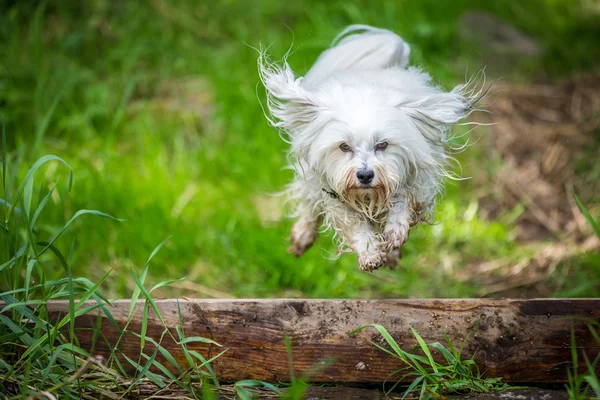 Jumping over a tree trunk — Stock Photo, Image