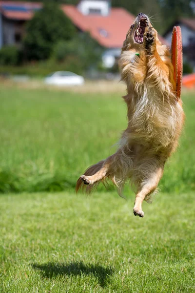 Zuflucht genommen — Stockfoto